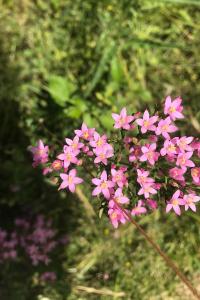 <i>Centaurium erythraea</i>