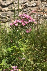 <i>Centaurium erythraea</i>
