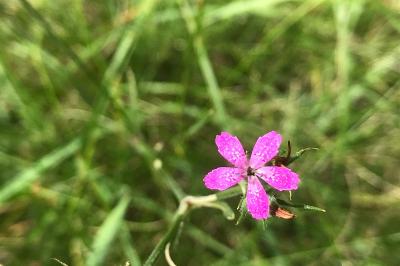 <i>Dianthus armeria</i>