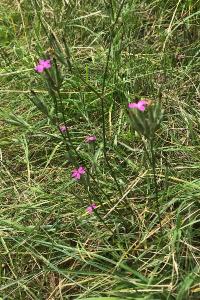<i>Dianthus armeria</i>