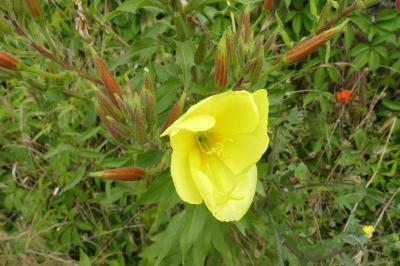 <i>Oenothera</i>