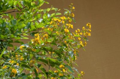 <i>Lysimachia vulgaris</i>