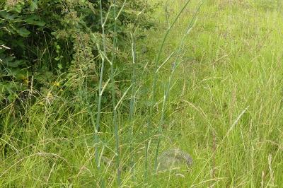 <i>Foeniculum vulgare</i>