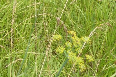 <i>Foeniculum vulgare</i>