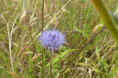 <i>Jasione montana</i>