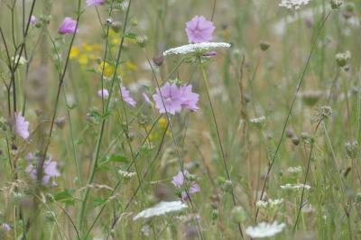 <i>Malva moschata</i>