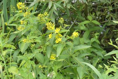 <i>Lysimachia vulgaris</i>