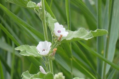 <i>Althaea officinalis</i>