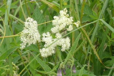 <i>Filipendula ulmaria</i>