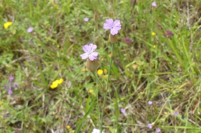 <i>Petrorhagia prolifera</i>