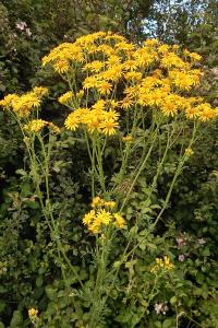 <i>Jacobaea vulgaris</i>