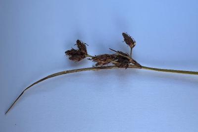 <i>Bolboschoenus</i>