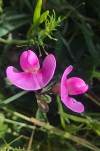 <i>Lathyrus</i>