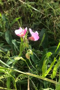 <i>Lathyrus</i>