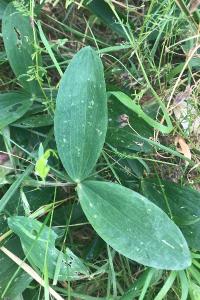 <i>Lathyrus</i>