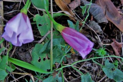 <i>Convolvulus arvensis</i>