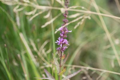 <i>Lythrum salicaria</i>