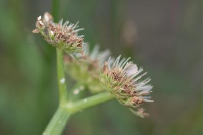 <i>Oenanthe fistulosa</i>