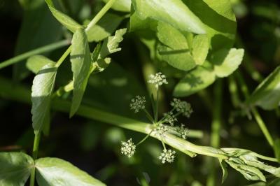 <i>Helosciadium nodiflorum</i>