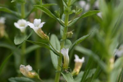 <i>Gratiola officinalis</i>