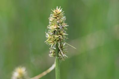 <i>Carex otrubae</i>