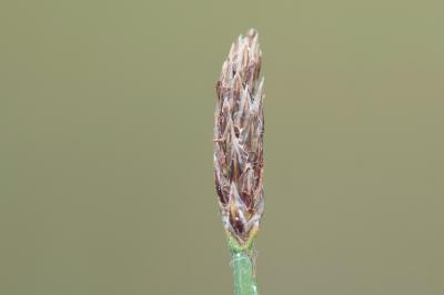 <i>Eleocharis palustris</i>