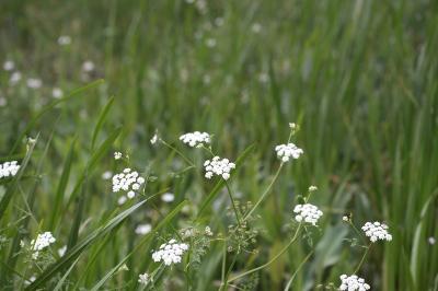 <i>Oenanthe aquatica</i>