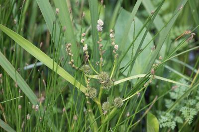 <i>Sparganium erectum</i>