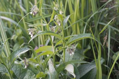 <i>Symphytum officinale</i>
