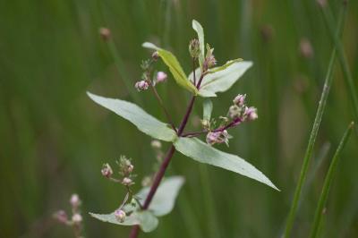 <i>Veronica anagallis-aquatica</i>