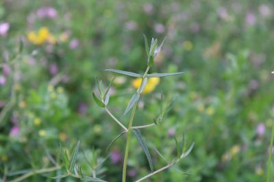 <i>Odontites vernus</i>