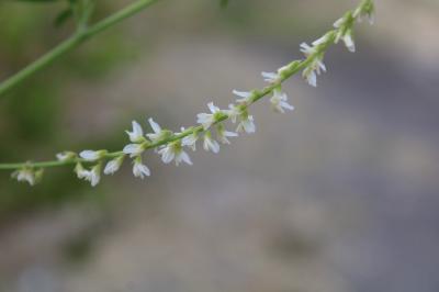 Melilotus albus