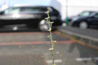 <i>Lactuca saligna</i>