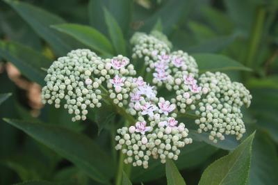<i>Sambucus ebulus</i>