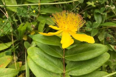 <i>Hypericum calycinum</i>