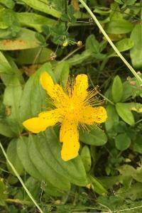 <i>Hypericum calycinum</i>