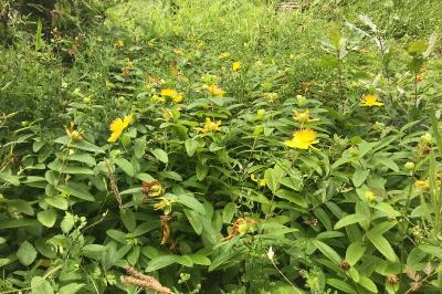 <i>Hypericum calycinum</i>