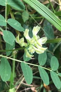 <i>Astragalus glycyphyllos</i>