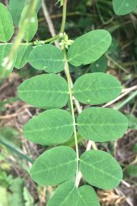 <i>Astragalus glycyphyllos</i>
