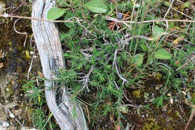 <i>Fumana procumbens</i>