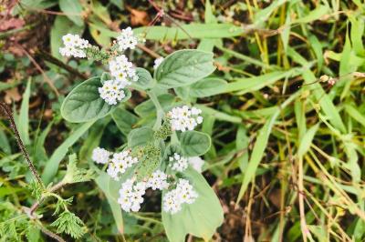 <i>Heliotropium europaeum</i>