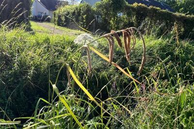 <i>Carex pendula</i>