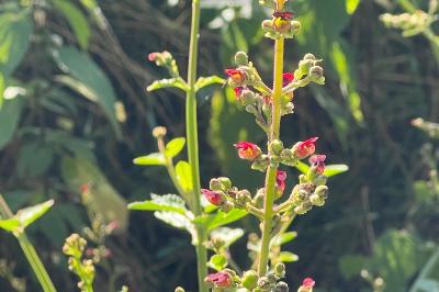 <i>Scrophularia auriculata</i>