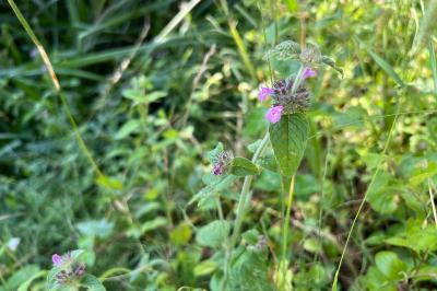 <i>Clinopodium vulgare</i>