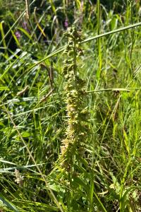 <i>Epipactis helleborine</i>