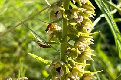<i>Epipactis helleborine</i>