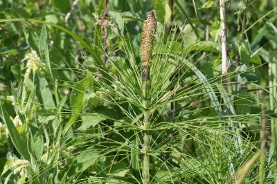 <i>Equisetum x font-queri</i>