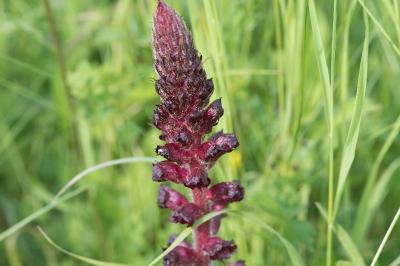<i>Orobanche sanguinea</i>