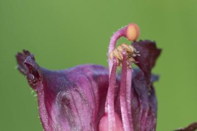 <i>Orobanche sanguinea</i>