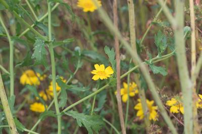 <i>Glebionis segetum</i>